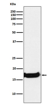 Anti-Uteroglobin SCGB1A1 Monoclonal Antibody