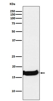 Uteroglobin SCGB1A1 Monoclonal Antibody