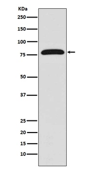 Anti-TGM2/Transglutaminase 2 Rabbit Monoclonal Antibody