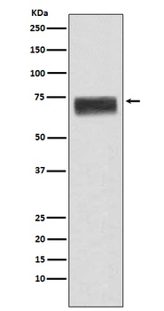 Hemopexin HPX Monoclonal Antibody