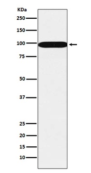 SFPQ Monoclonal Antibody