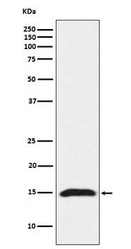 Fragilis IFITM3 Monoclonal Antibody