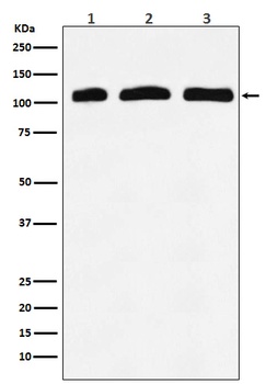 Anti-PI 3 Kinase p110 delta PIK3CD Rabbit Monoclonal Antibody