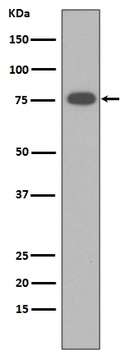 Anti-Vitronectin VTN Rabbit Monoclonal Antibody