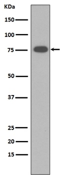 Vitronectin VTN Rabbit Monoclonal Antibody