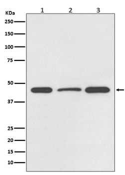 Anti-DUSP1/Mkp 1 Rabbit Monoclonal Antibody