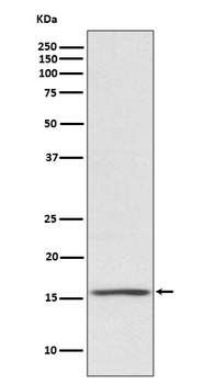 Anti-Noxa Rabbit Monoclonal Antibody
