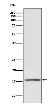 Noxa Rabbit Monoclonal Antibody