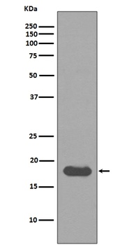 Anti-UBE2I/Ubc9 Rabbit Monoclonal Antibody
