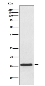 Anti-VAMP2 Rabbit Monoclonal Antibody