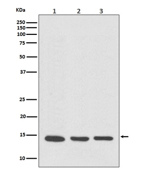 VAMP8/Endobrevin Rabbit Monoclonal Antibody