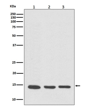 Anti-VAMP8/Endobrevin Rabbit Monoclonal Antibody