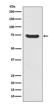 Anti-MEKK2 MAP3K2 Rabbit Monoclonal Antibody