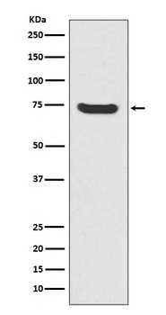 MEKK2 MAP3K2 Rabbit Monoclonal Antibody