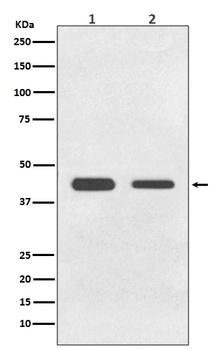 BMP11 GDF11 Rabbit Monoclonal Antibody