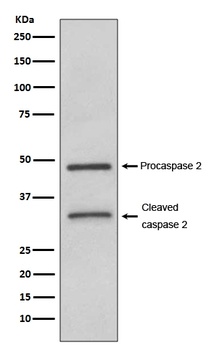 Caspase-2 CASP2 Rabbit Monoclonal Antibody