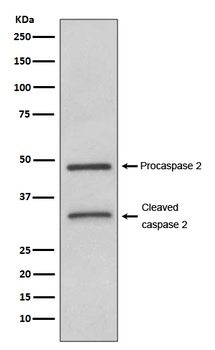 Anti-Caspase-2 CASP2 Rabbit Monoclonal Antibody