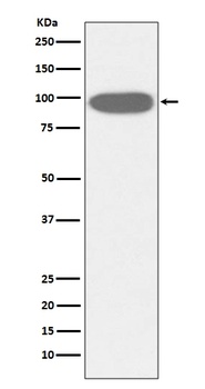 GRP94 HSP90B1 Rabbit Monoclonal Antibody