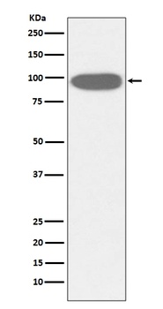 Anti-GRP94 HSP90B1 Rabbit Monoclonal Antibody