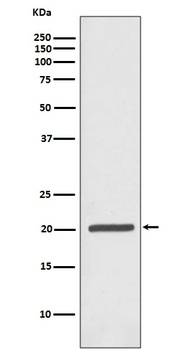 Anti-Ferritin FTH1 Rabbit Monoclonal Antibody