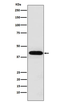 Inhibin alpha INHA Monoclonal Antibody