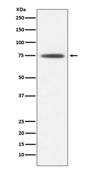Hsp75 TRAP1 Rabbit Monoclonal Antibody