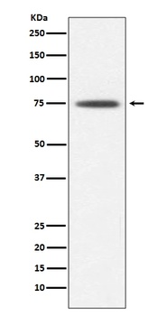 Anti-Hsp75 TRAP1 Rabbit Monoclonal Antibody