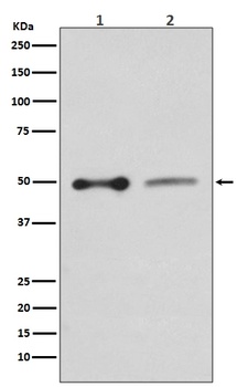 EBP50 SLC9A3R1 Rabbit Monoclonal Antibody