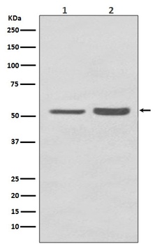 PRP19 PRPF19 Rabbit Monoclonal Antibody