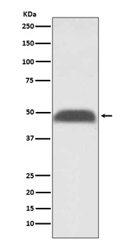 PABPN1 Rabbit Monoclonal Antibody