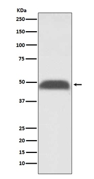 Anti-PABPN1 Rabbit Monoclonal Antibody