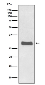 Prion Protein PRNP Rabbit Monoclonal Antibody