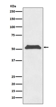 Anti-TRF1 TERF1 Rabbit Monoclonal Antibody