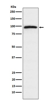 Anti-Epac1 Rabbit Monoclonal Antibody