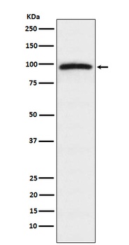 Epac1 Rabbit Monoclonal Antibody