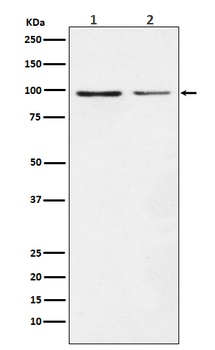 Dynamin 1 DNM1 Rabbit Monoclonal Antibody