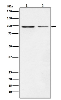 Anti-Dynamin 1 DNM1 Rabbit Monoclonal Antibody