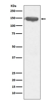 Anti-CD13 ANPEP Rabbit Monoclonal Antibody