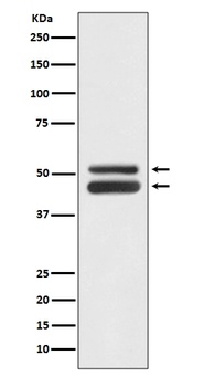 Anti-JNK1/JNK3 MAPK8 Rabbit Monoclonal Antibody