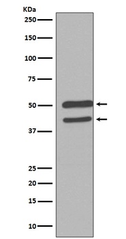 Anti-JNK1/2/3 MAPK8 Rabbit Monoclonal Antibody