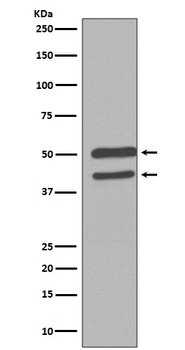 JNK1/2/3 MAPK8 Rabbit Monoclonal Antibody