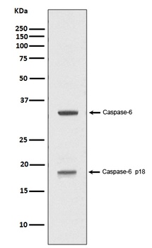 Caspase-6 p18 CASP6 Rabbit Monoclonal Antibody