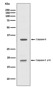 Anti-Caspase-6 p18 CASP6 Rabbit Monoclonal Antibody