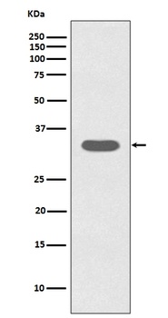 Caspase-6 CASP6 Rabbit Monoclonal Antibody
