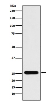Anti-Peroxiredoxin 3 Rabbit Monoclonal Antibody