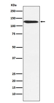 Anti-SNF2H SMARCA5 Monoclonal Antibody