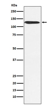 SNF2H SMARCA5 Monoclonal Antibody