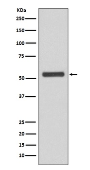Anti-JNK2 MAPK9 Rabbit Monoclonal Antibody
