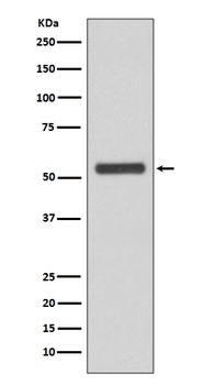 JNK2 MAPK9 Rabbit Monoclonal Antibody