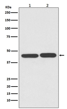 TIA1 Rabbit Monoclonal Antibody